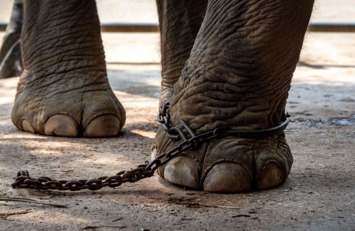 The leg of an elephant is chained, while it is made to stay still to be photographed by tourists, in Chang Siam Park in Pattaya, Thailand, on February 12, 2020.