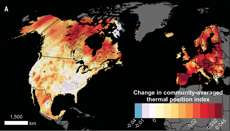 Change in ‘community-averaged thermal position index’ for bumblebees from 1901-1974 to 2000-15. This index gives a picture of where bumblebees have experienced intolerable temperature extremes (orange to dark red) and where temperatures have become more tolerable (blue).