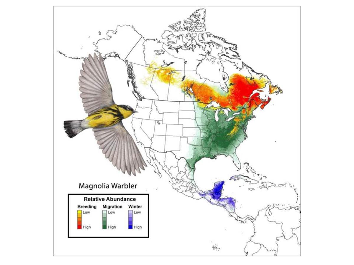 Breeding, migration and winter abundance of the magnolia warbler based on computer models using eBird data.