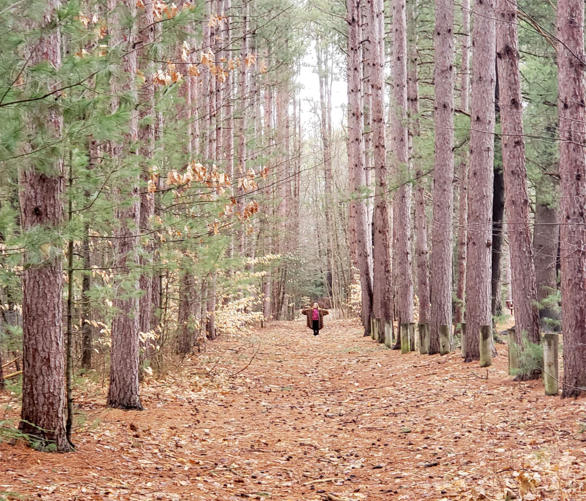 the tiny figure of a child at a distance waves her arms in the middle of a leaf-carpeted trail surrounded by tall evergreen trees