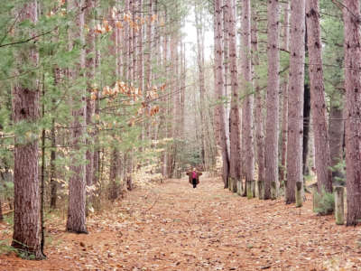 the tiny figure of a child at a distance waves her arms in the middle of a leaf-carpeted trail surrounded by tall evergreen trees
