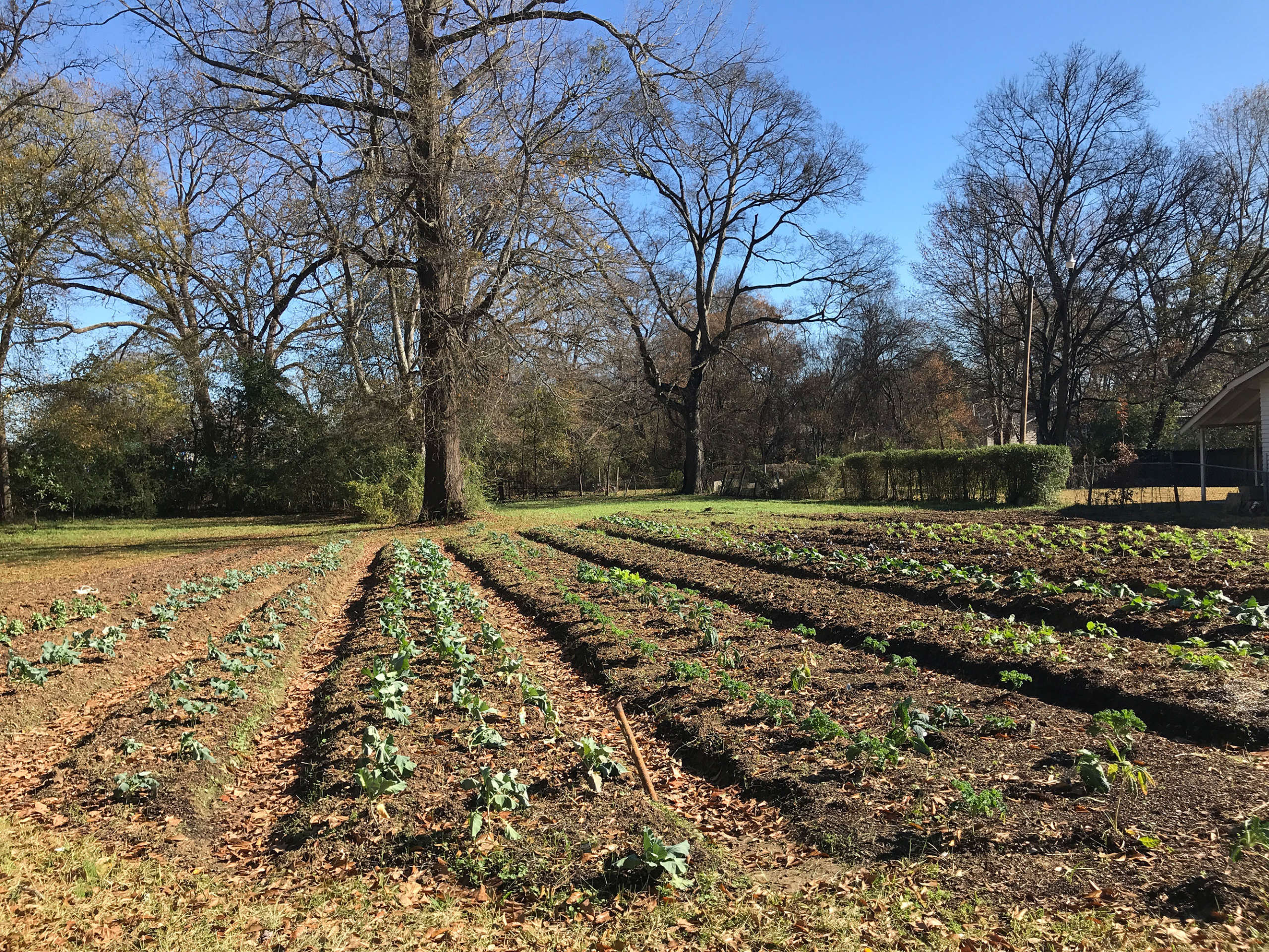 One of the community gardens on the Community Land Trust property.