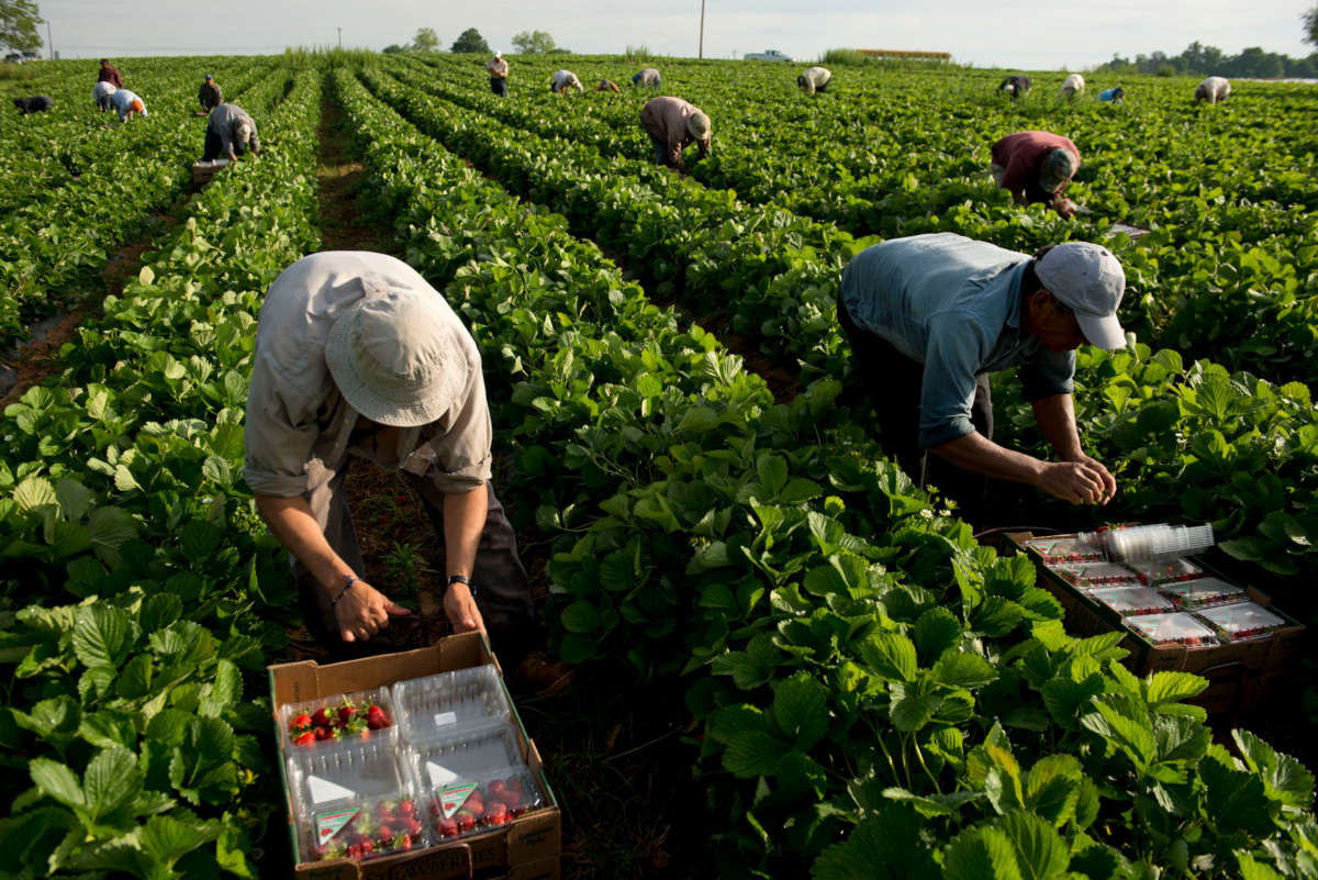 Guest workers harvest the strawberry crop at Patterson Farm in China Grove, North Carolina.