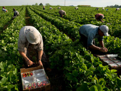 Guest workers harvest the strawberry crop at Patterson Farm in China Grove, North Carolina.