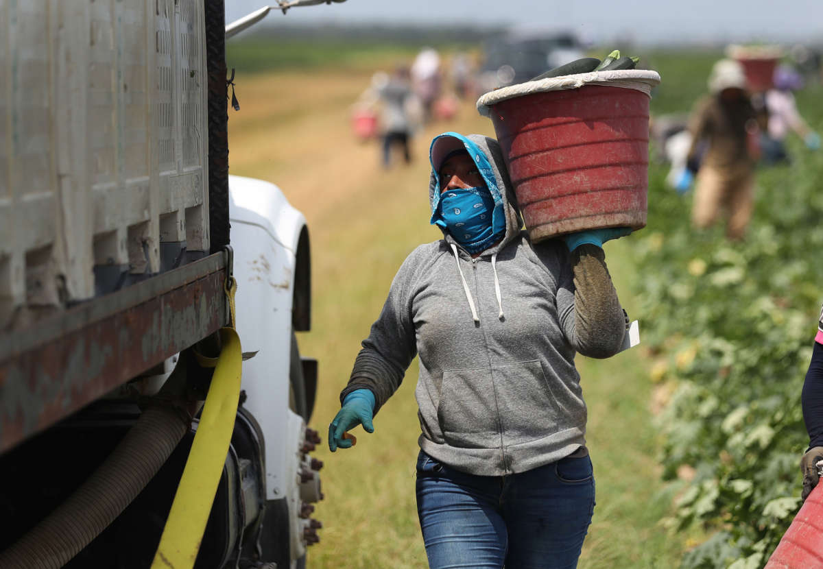 Farm workers harvest zucchini on the Sam Accursio & Son's Farm on April 1, 2020, in Florida City, Florida.