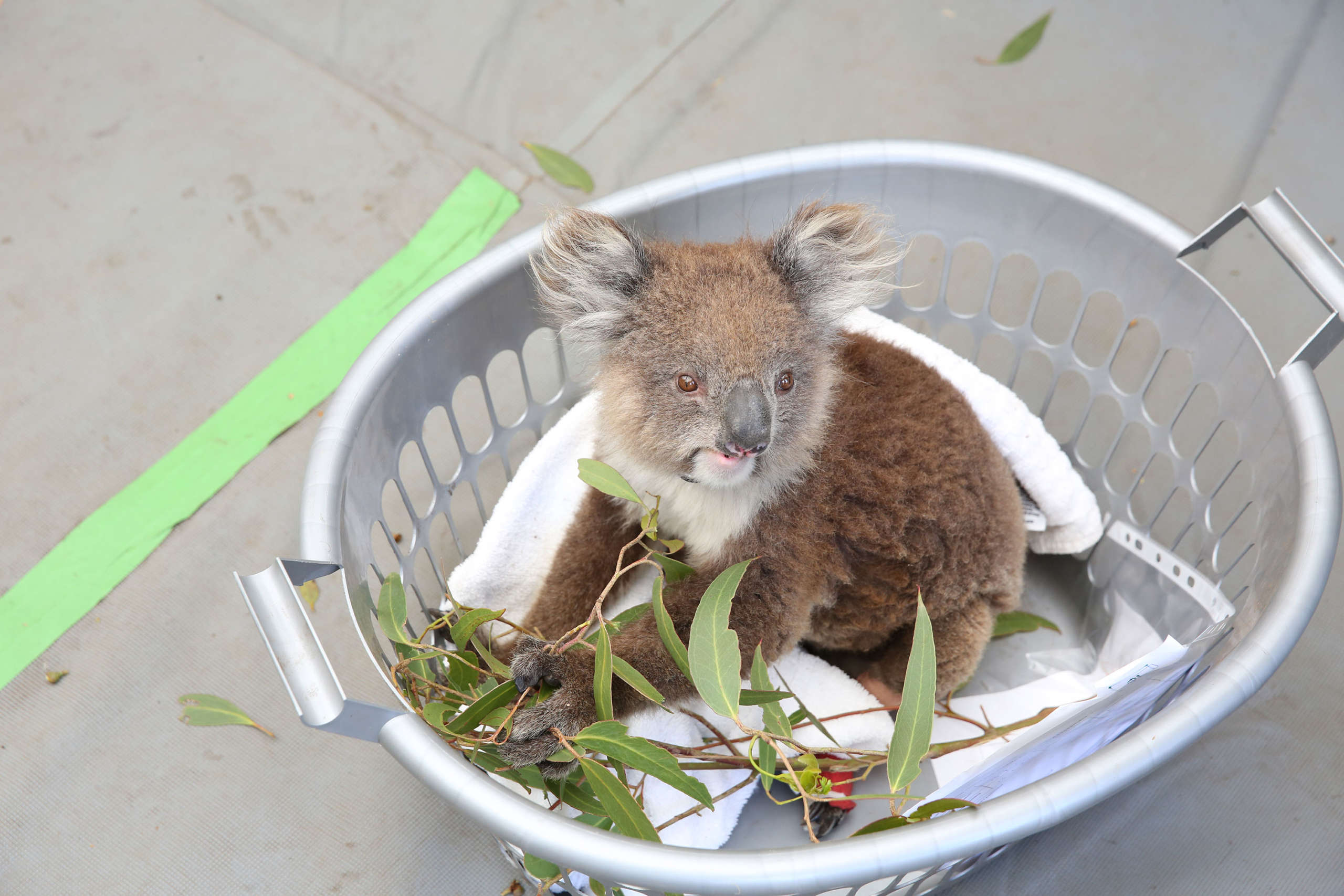 Staff tend to rescued koalas at the Kangaroo Island Wildlife Park triage awaiting assessment and treatment, January 15, 2020.