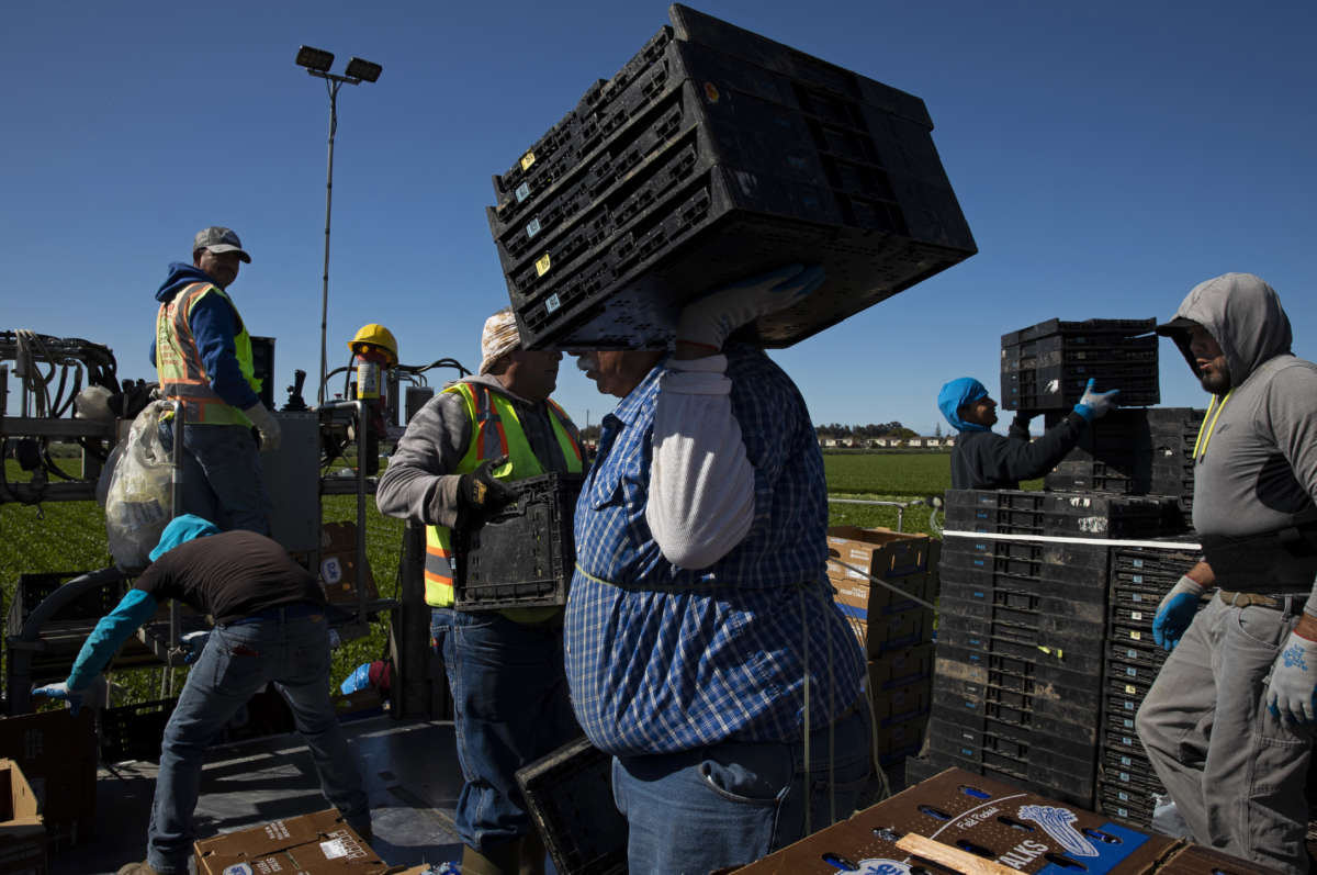 Agricultural workers from Bud Farms harvest and pack Celery for both American and export consumption in Oxnard, California, on March 26, 2020.