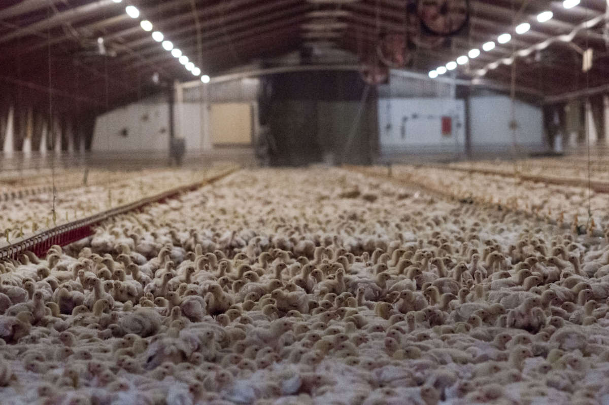 Chickens crowded together in an industrial farm