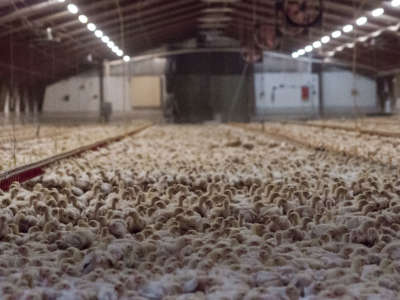 Chickens crowded together in an industrial farm