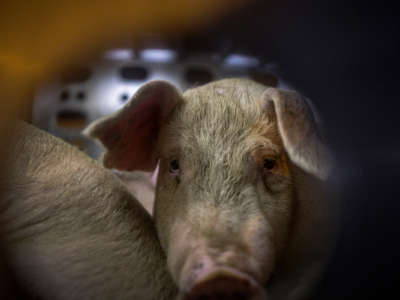 A pig inside of a trailer looks sadly out of a small hole