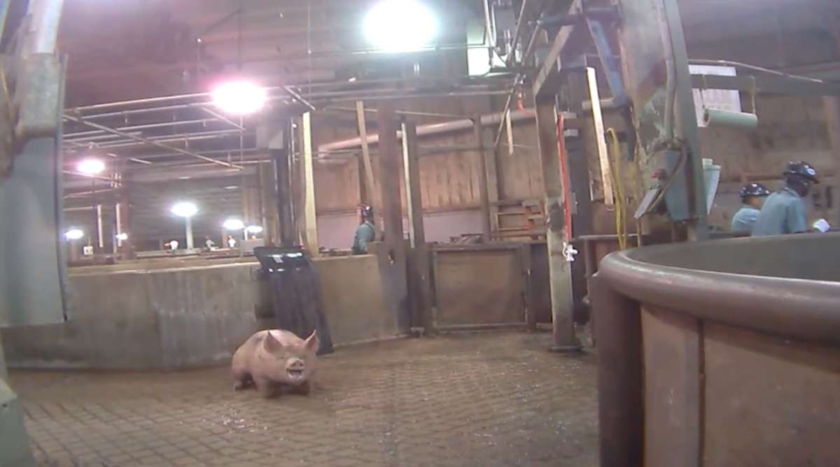 a pig screams while on the floor of a slaughterhouse