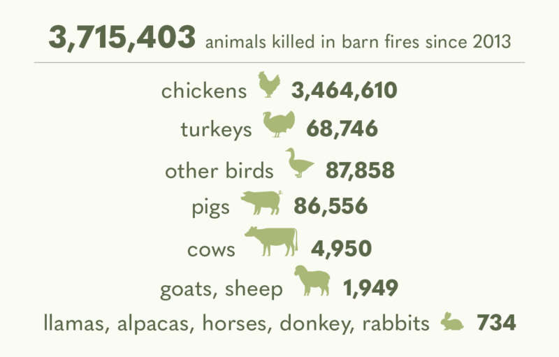 Big Ag Lets Hundreds of Thousands of Farm Animals Die in Barn Fires