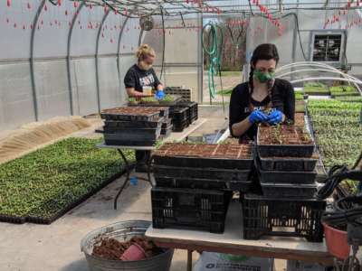 Two gloved and masked people handle sprouts in a plant nursery