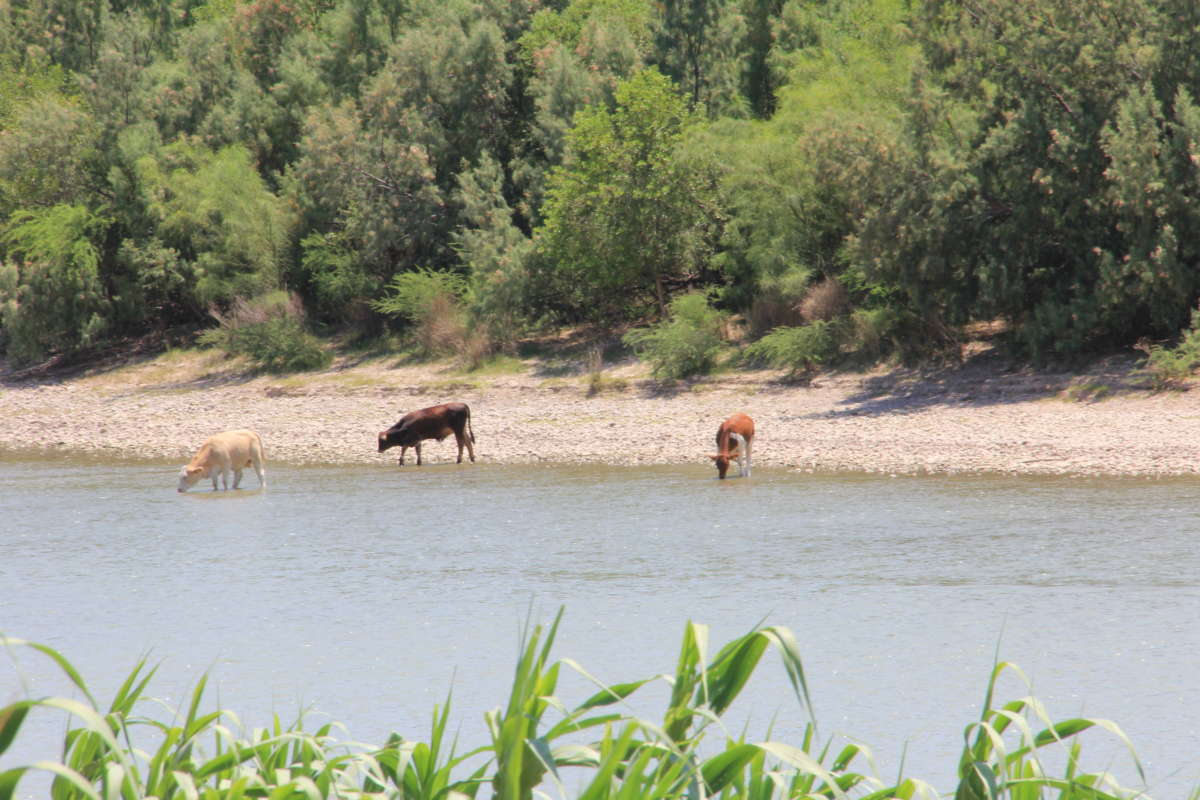 Cows drink from the Rio Grande River in Laredo, Texas, on August 16, 2020. The wall threatens to cut off livestock and wildlife from their source of drinking water.