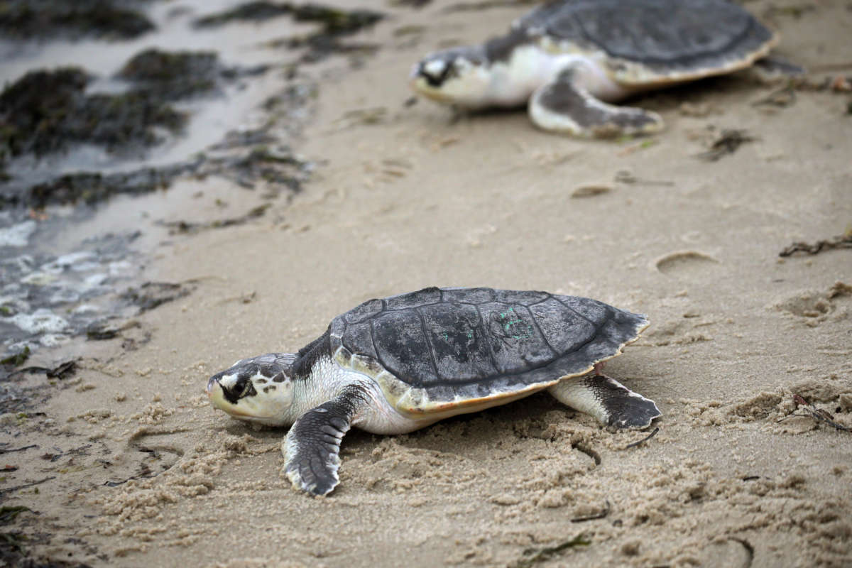 A couple of endangered Kemps ridley turtles make their way to the ocean at West Dennis Beach in Dennis, Massachusetts, on July 1, 2020.