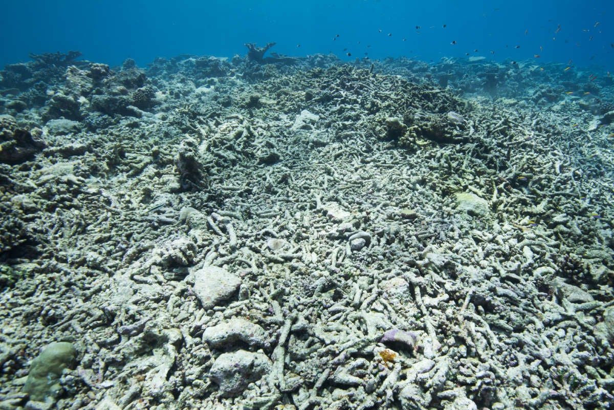 Climate change has raised sea surface temperatures close to the limit at which coral can survive.