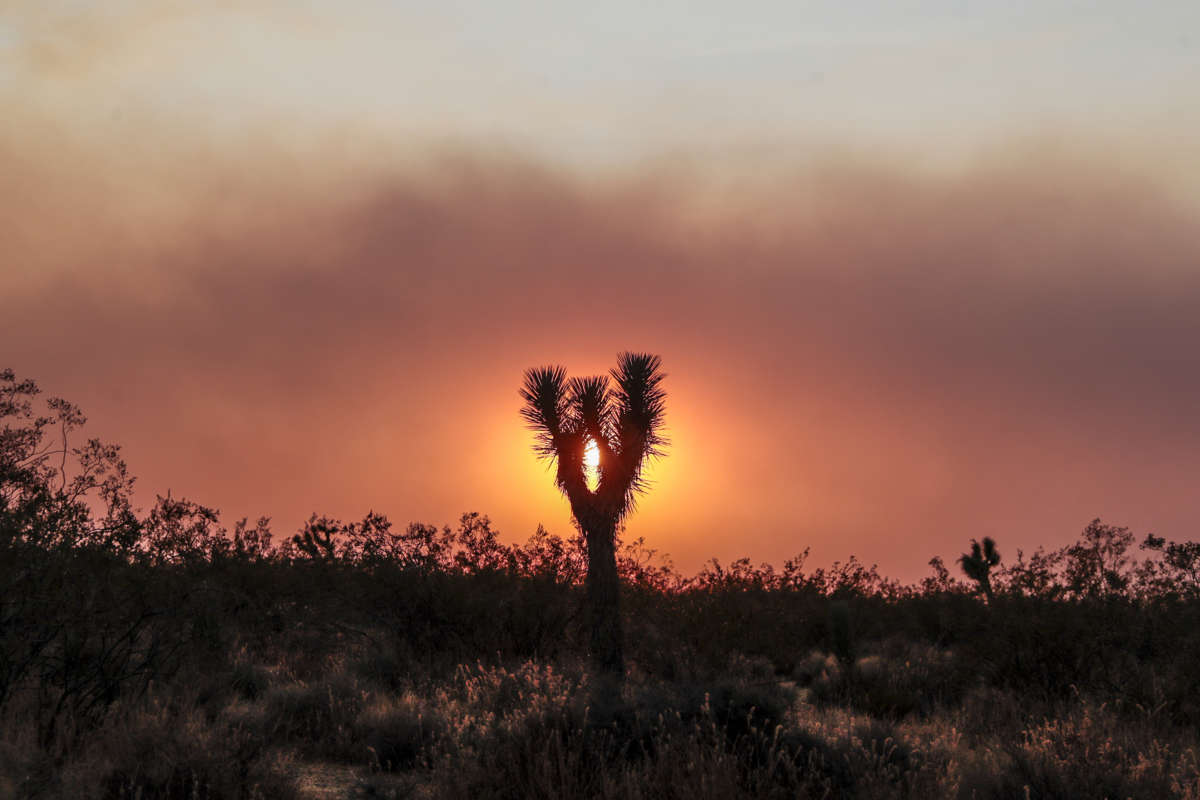 A tree is set against the sun setting behind smoky skies