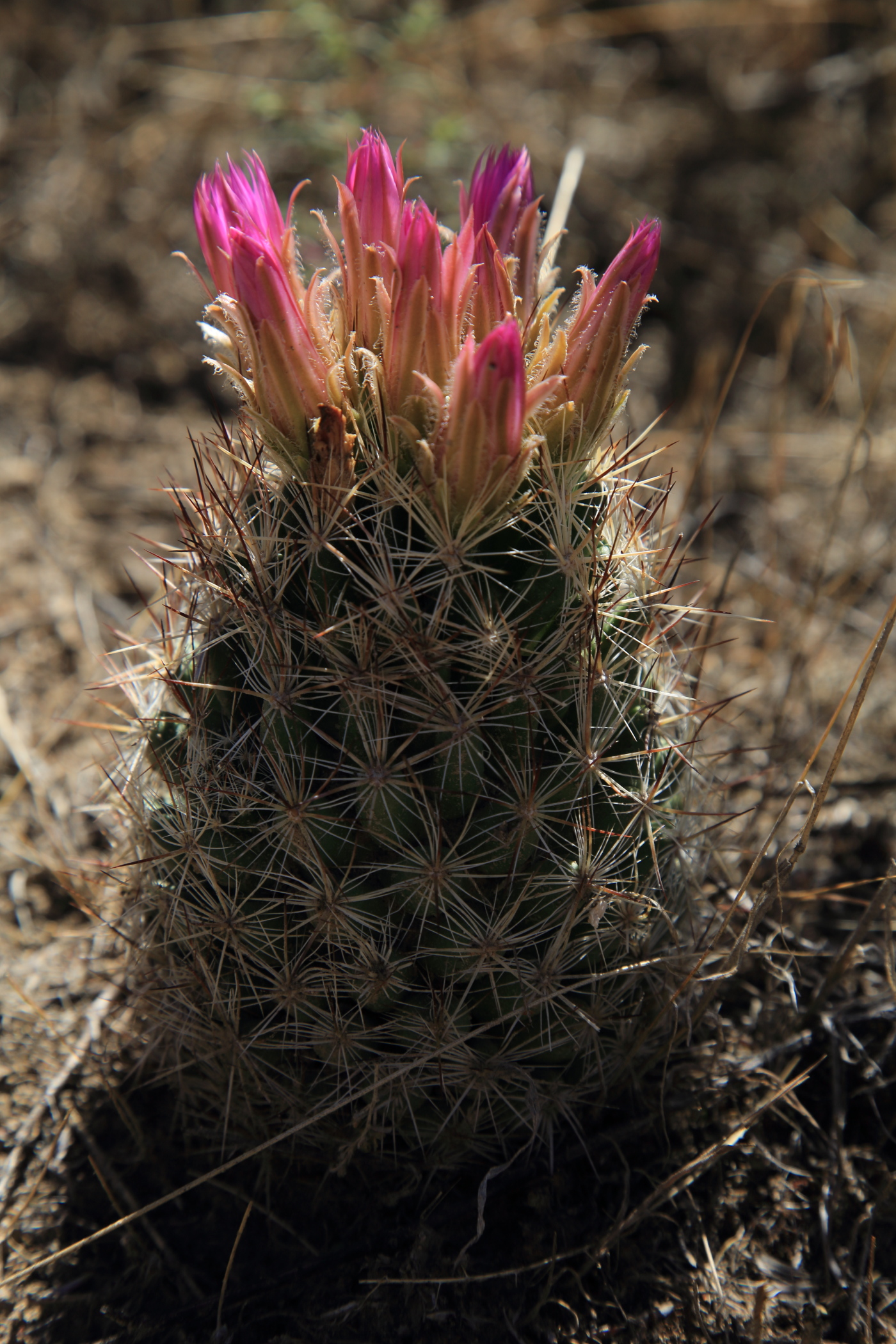 Greater Chaco, New Mexico, hosts a few rare plant species like this Clover’s cactus, once a candidate for listing under the Endangered Species Act.