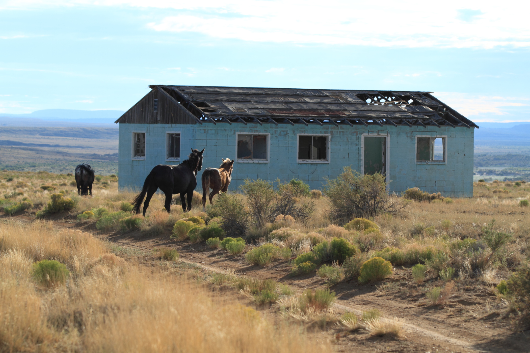 Horses gather around abandoned home in the Navajo Nation's Eastern Agency on road leading from US Route 550 to Chaco Culture National Historical Park in northwest New Mexico. The Chaco Canyon area is home to a variety of wildlife such as elk, deer, bobcats, wild horses, snakes, and many bird species.