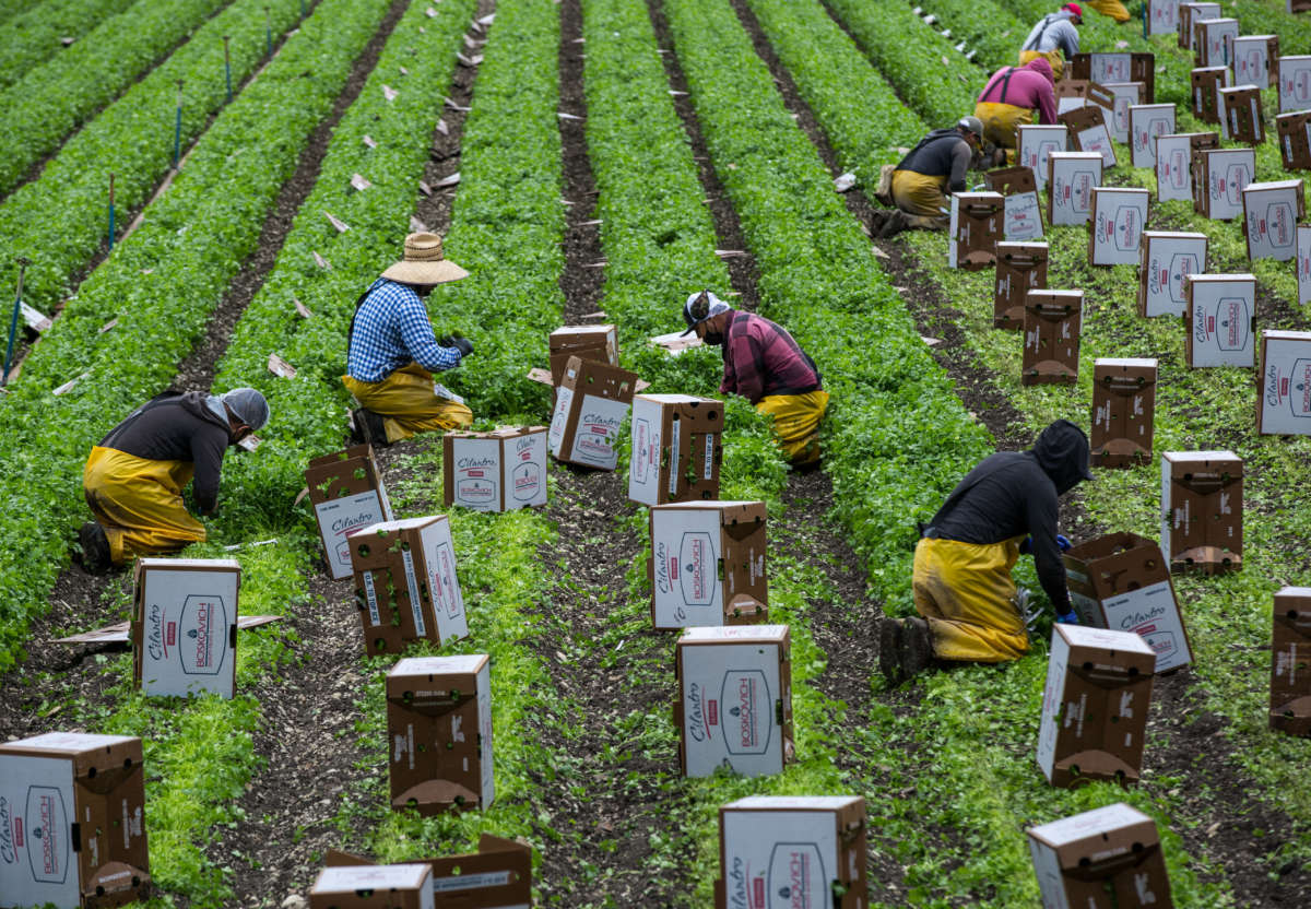 Farmworkers pick cilantro along Santa Rosa Road in Santa Barbara County on June 13, 2020, near Lompoc, California.