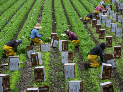 Farmworkers pick cilantro along Santa Rosa Road in Santa Barbara County on June 13, 2020, near Lompoc, California.