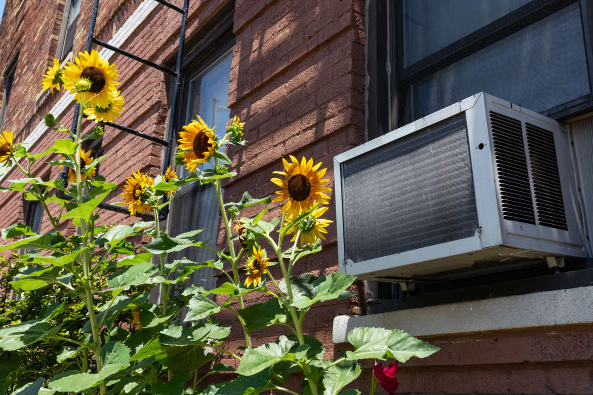 Air conditioning unit and sunflowers