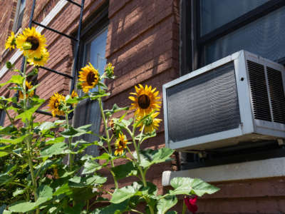 Air conditioning unit and sunflowers