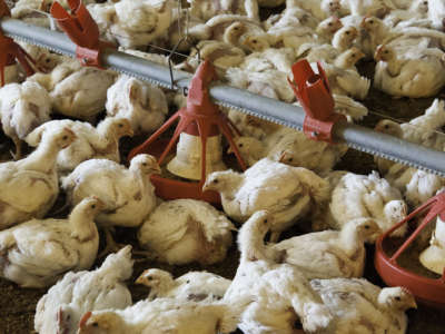 Young broilers at a feeder.