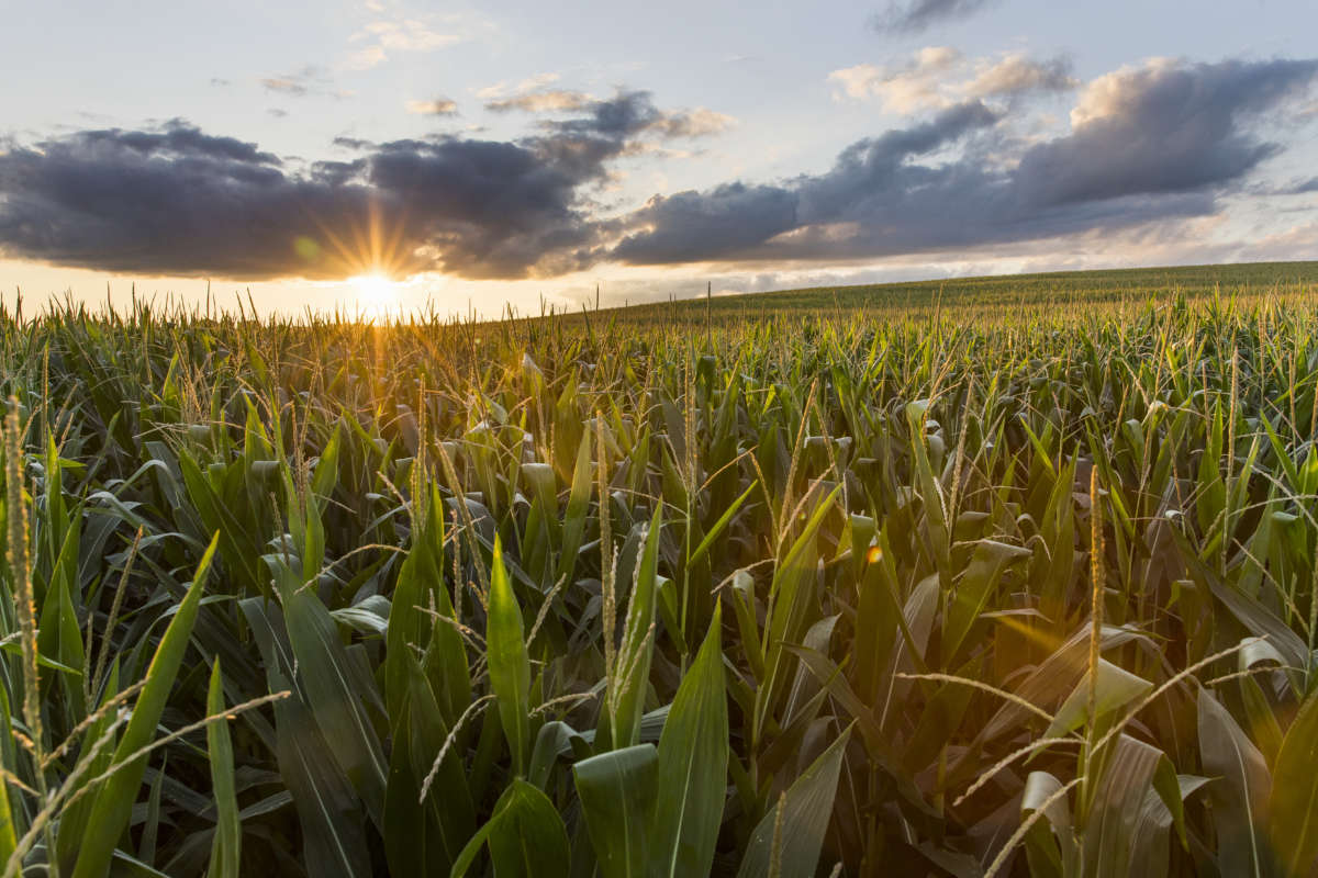 Latinx farm owners stand at the intersection of racial justice and food justice.