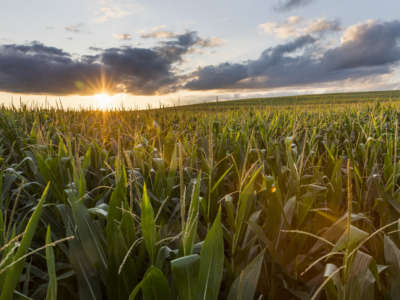 Latinx farm owners stand at the intersection of racial justice and food justice.