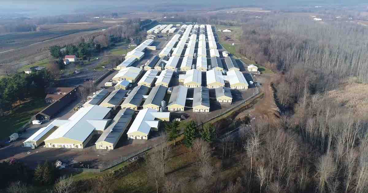 A drone view of Marshall BioResources, one of the largest breeders of dogs for experimentation in the United States.