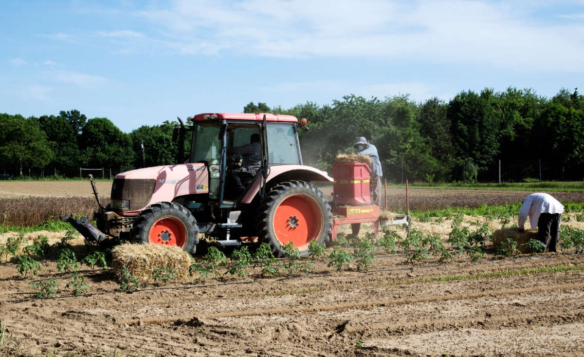 Farmworkers lay straw as a mulch for young tomato plants in Long Island on June 26, 2015.