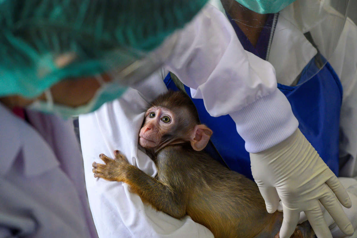 A baby monkey in a laboratory is examined by employees in the National Primate Research Center of Thailand at Chulalongkorn University in Saraburi, Thailand, on May 3, 2020. Scientists at the center tested potential vaccines for the novel coronavirus (COVID-19) on animals, including monkeys.
