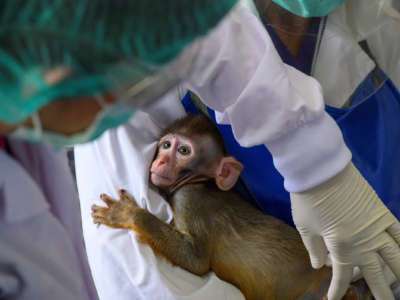 A baby monkey in a laboratory is examined by employees in the National Primate Research Center of Thailand at Chulalongkorn University in Saraburi, Thailand, on May 3, 2020. Scientists at the center tested potential vaccines for the novel coronavirus (COVID-19) on animals, including monkeys.