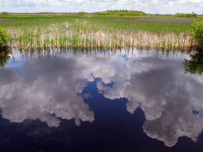 Big Cypress National Preserve is seen in Florida on June 27, 2013.