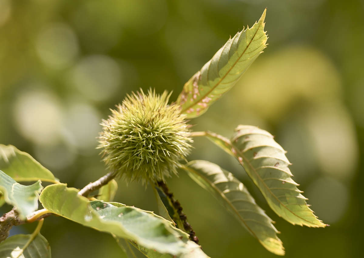 Spiky green chestnuts on a twig