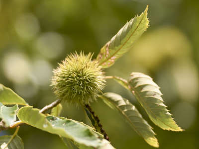 Spiky green chestnuts on a twig