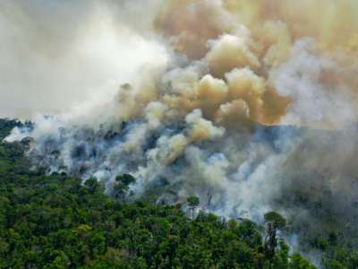 Smoke billows from the canopy of a rainforest