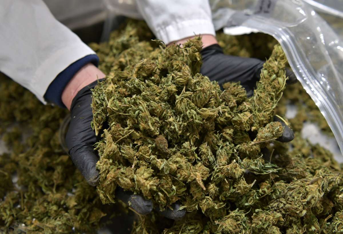 View of hemp flowers at Empire Standard, a hemp extract processing and distribution plant, on April 13, 2021, in Binghamton, New York.