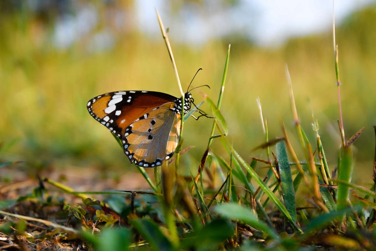 A butterfly crawls through the grass
