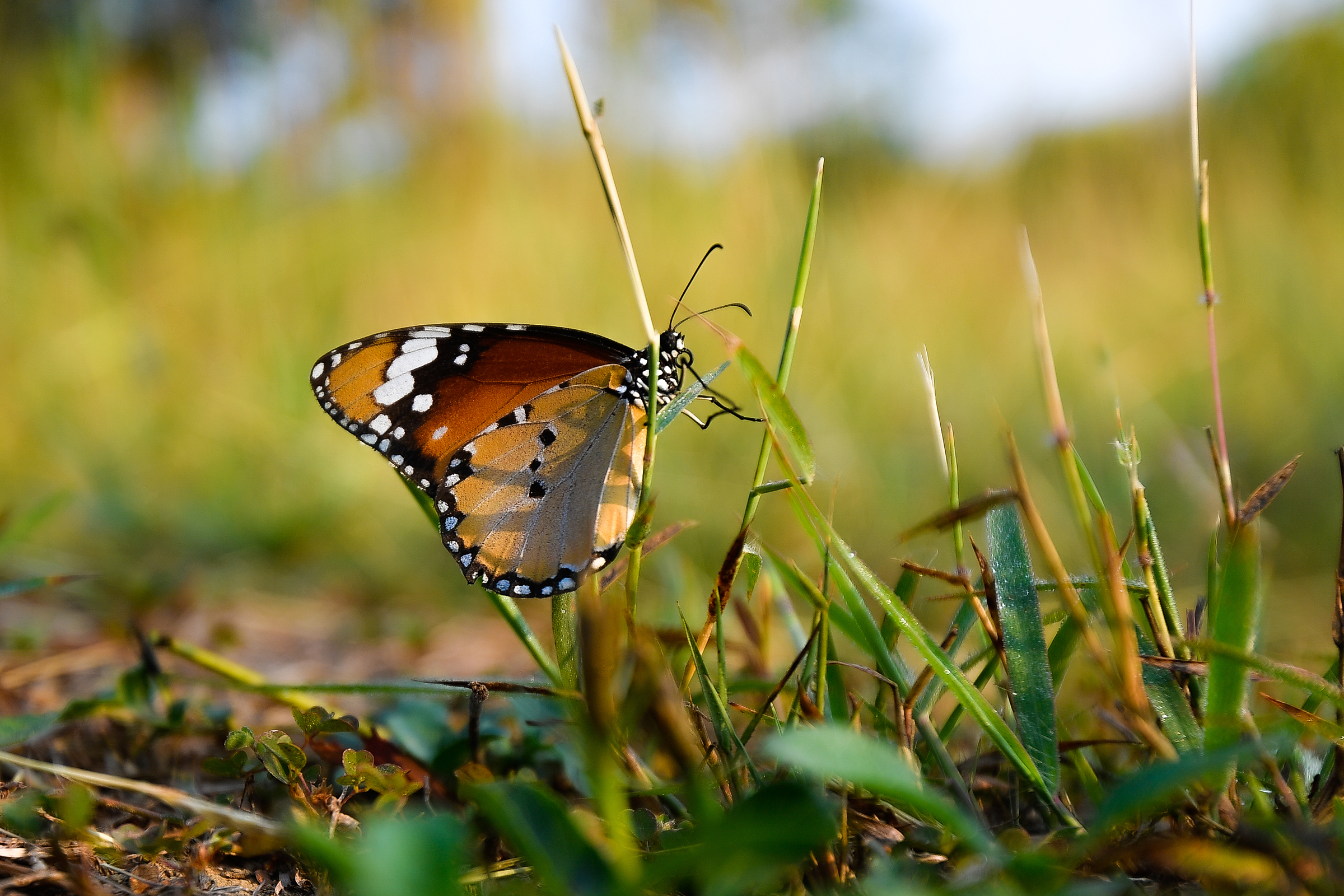 The Decline of Butterflies May Bring Dire Consequences for Life on