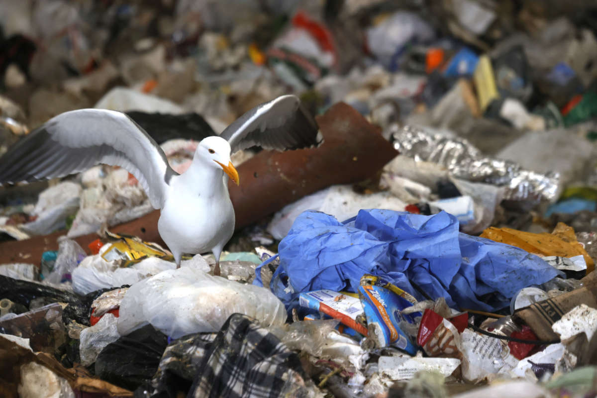 A seagull stands next to a discarded surgical gown in a trash pit on April 2, 2021, in San Francisco, California.