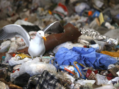 A seagull stands next to a discarded surgical gown in a trash pit on April 2, 2021, in San Francisco, California.