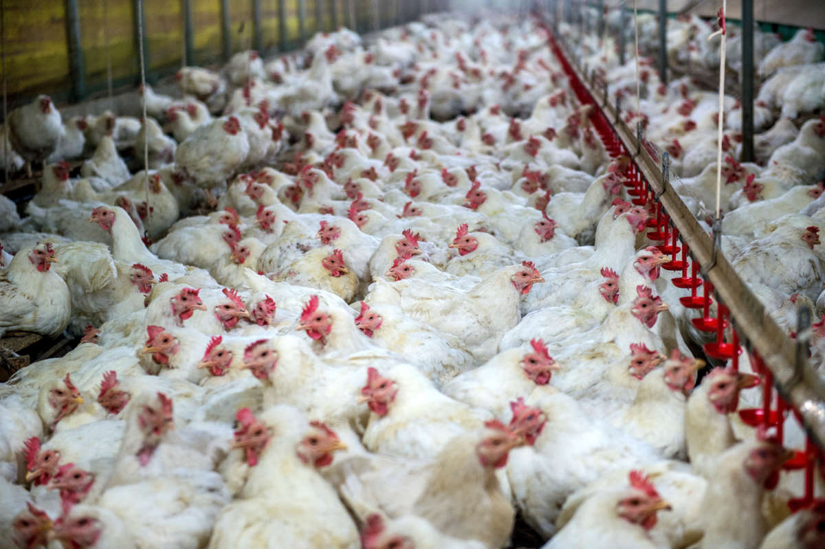 For years, a dangerous salmonella strain has sickened thousands and continues to spread through the chicken industry.