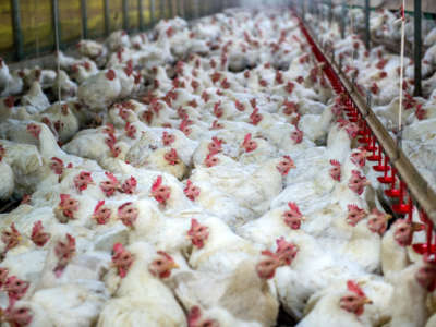 For years, a dangerous salmonella strain has sickened thousands and continues to spread through the chicken industry.