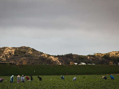 Workers in a farm field in Nipomo, California, in San Luis Obispo County.