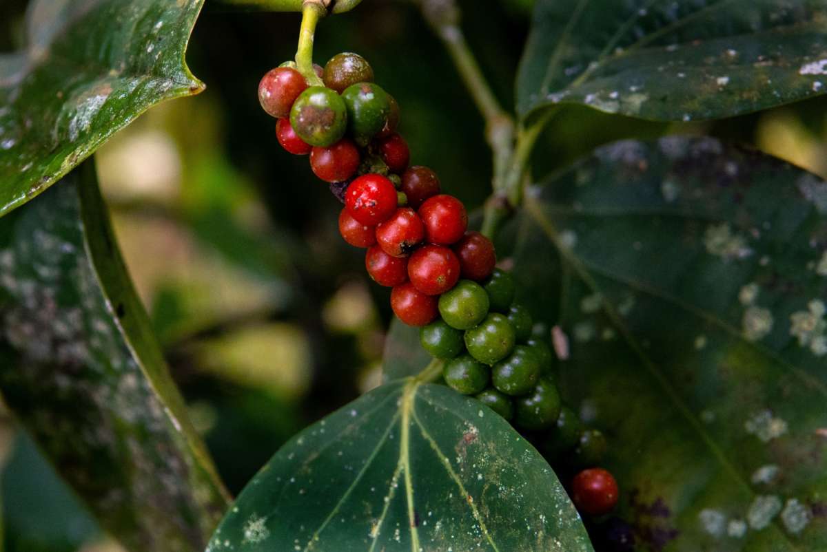 A view of an organic pepper plant on a farm where plantations compensate the carbon footprint of its visitors, in Heredia, Sarapiqui, Costa Rica, on October 28, 2020.