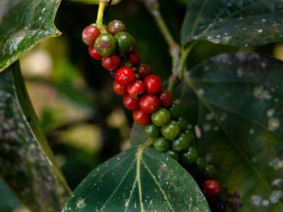 A view of an organic pepper plant on a farm where plantations compensate the carbon footprint of its visitors, in Heredia, Sarapiqui, Costa Rica, on October 28, 2020.