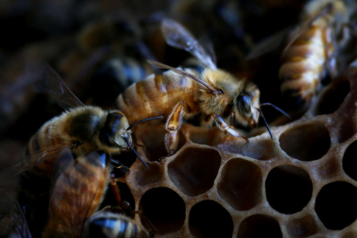 Bees are seen on a honeycomb cell at the BEE Lab hives at The University of Sydney on May 18, 2021 in Sydney, Australia.