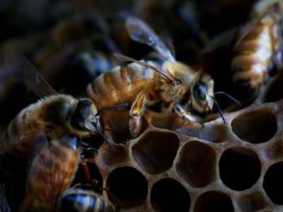 Bees are seen on a honeycomb cell at the BEE Lab hives at The University of Sydney on May 18, 2021 in Sydney, Australia.